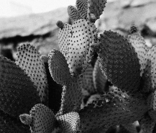 hedgehog and cactus Echinocereus rigidissimus rubrispinus “Rainbow Hedgehog Cactus”